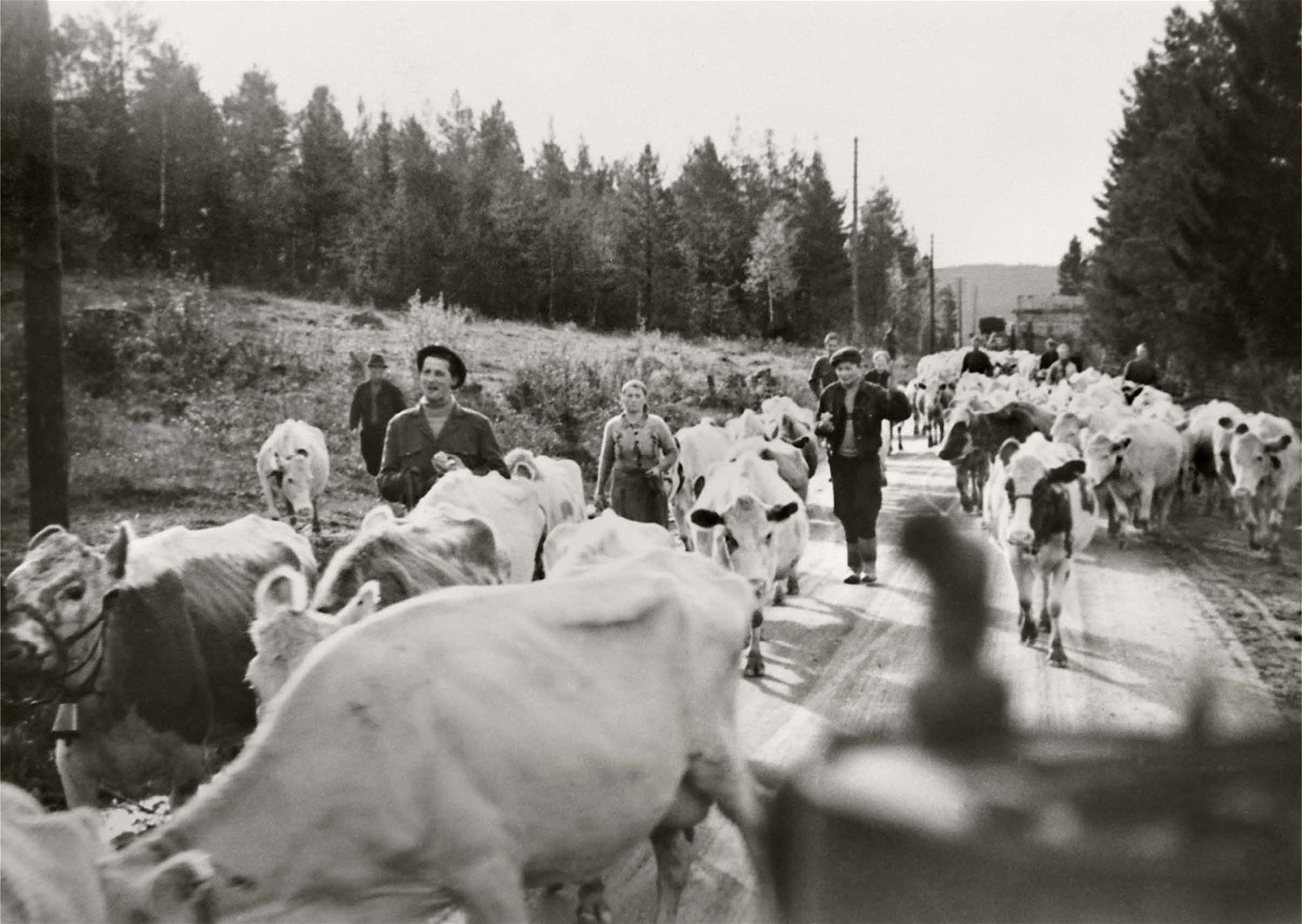 Paivi_Soppela_mallikuvat_2505225.jpg