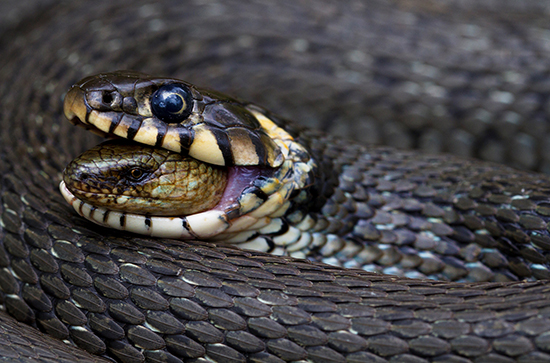 Finnish Nature Photograph of the Year 2013, 'Swallowed alive', by Jukka-Pekka Tikkanen
